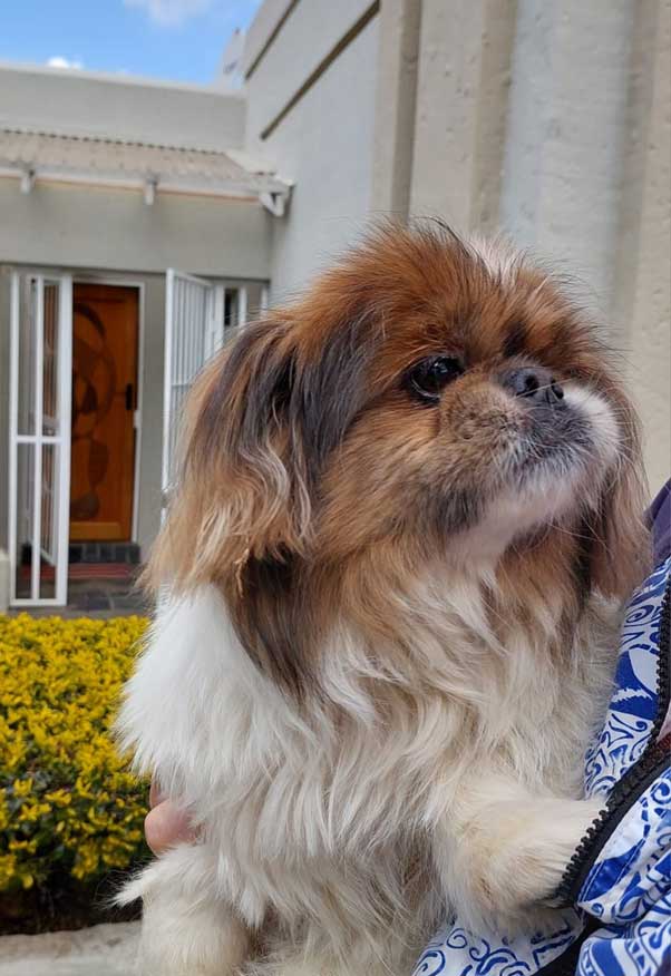 Female Peke Buttercup available for adoption through Small Dog Adoptions & Rehoming