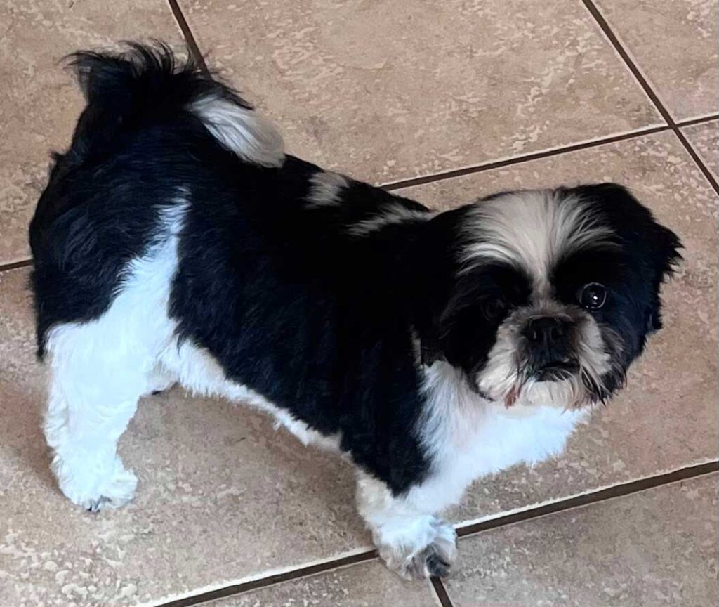 Adoption Success Story Pasha Shih Tzu Pasha adopted and happy in her new home