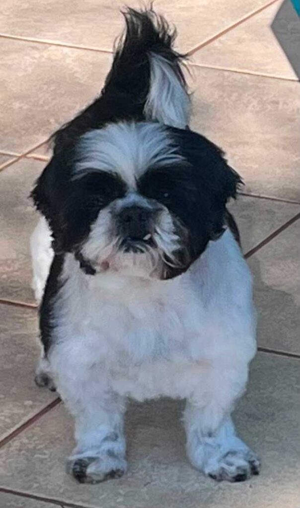 success story Pasha the Shih Tzu in her new home