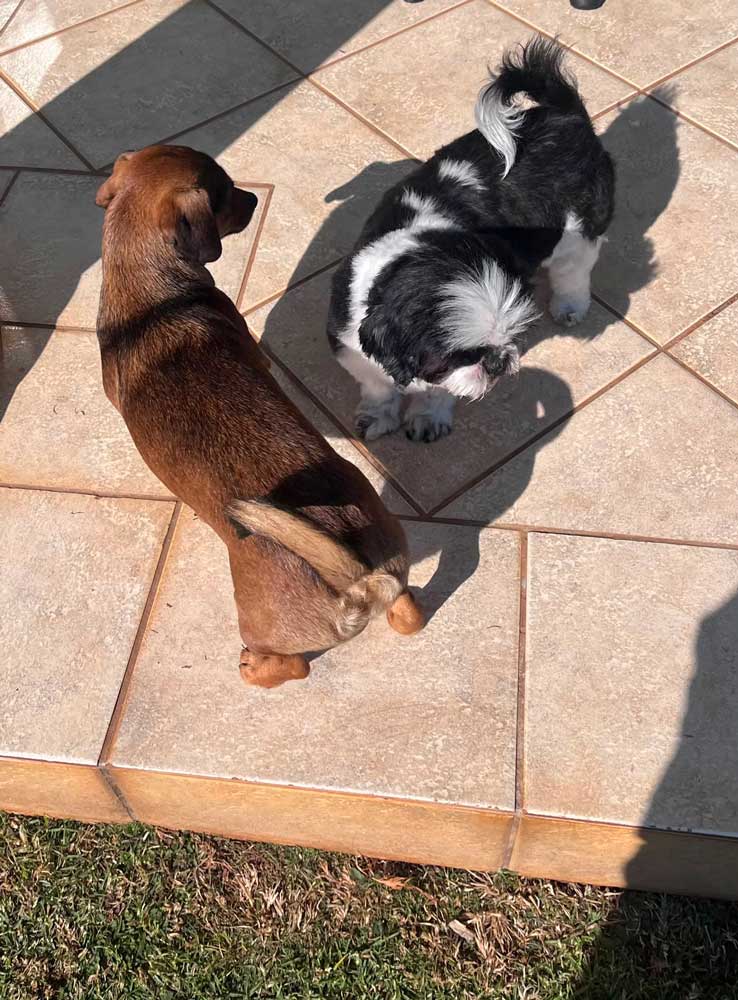 Pasha female Shih Tzu adopted through Small Dog Adoptions & Rehoming