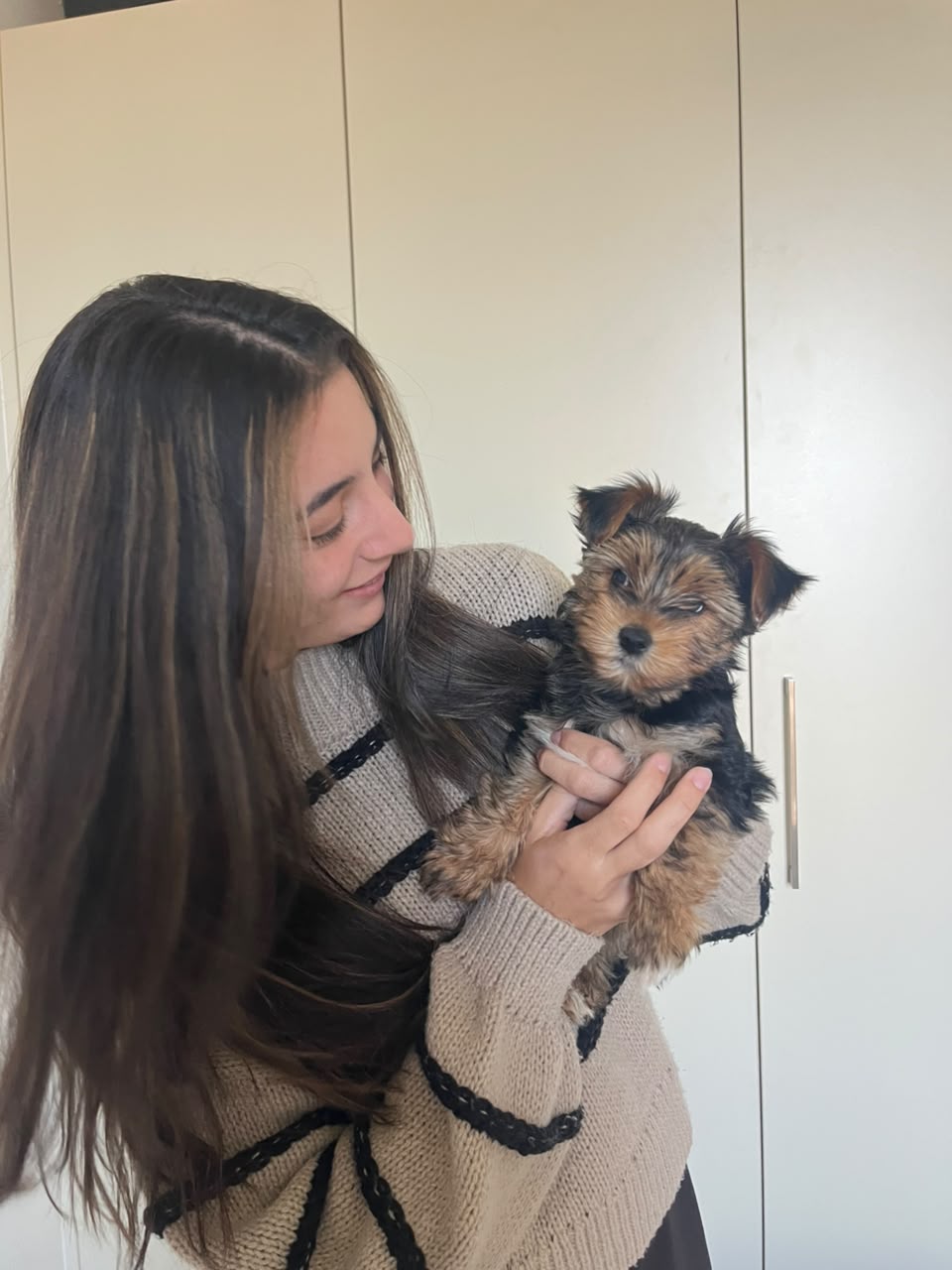adoption success story yorkie puppy