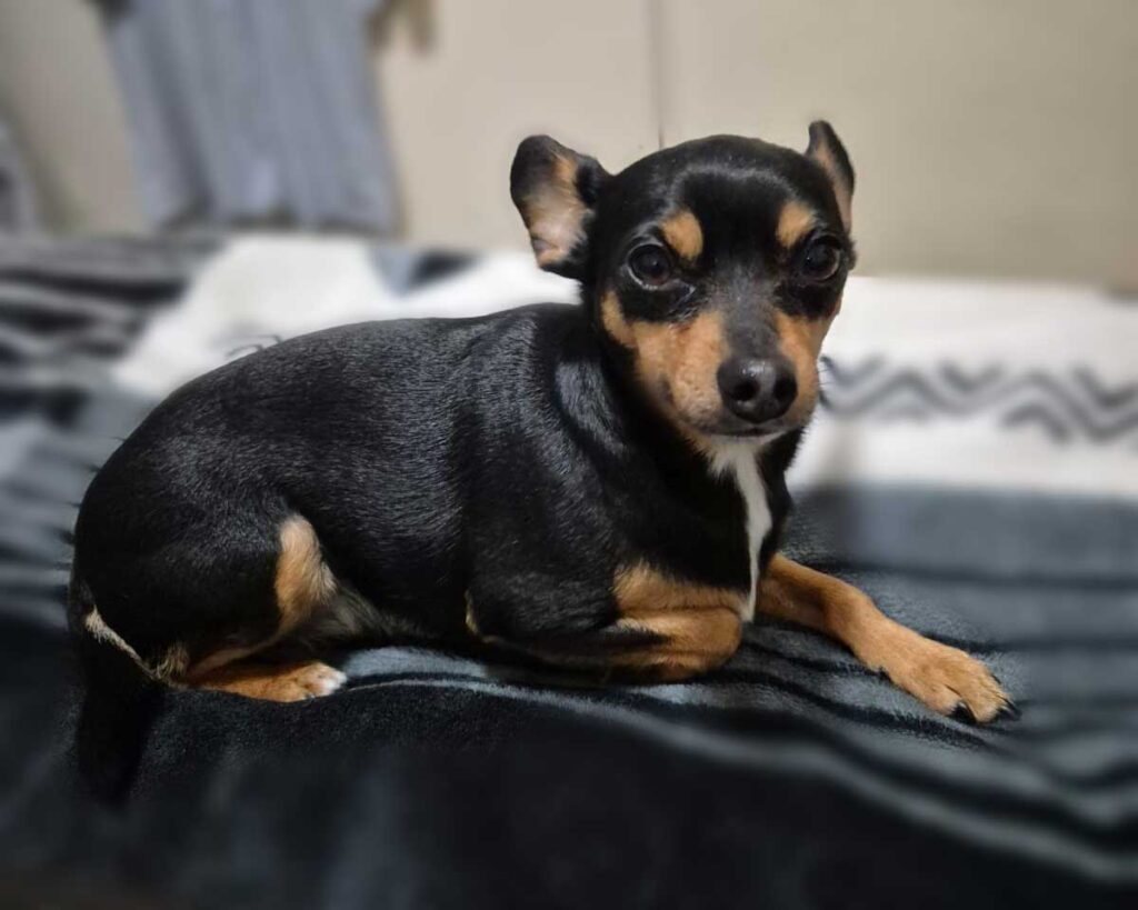 Adoption Success Story Taz Miniature Pinscher 4 success story taz miniature Pinscher