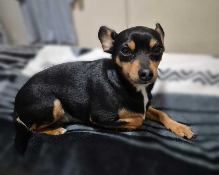 success story taz miniature Pinscher