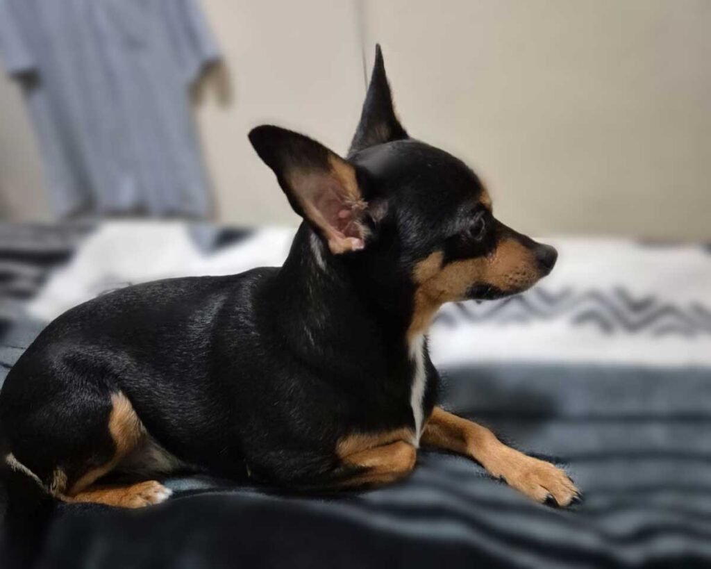 Adoption Success Story Taz Miniature Pinscher 3 Taz Miniature Pinscher adopted through Small Dog Adoptions & Rehoming