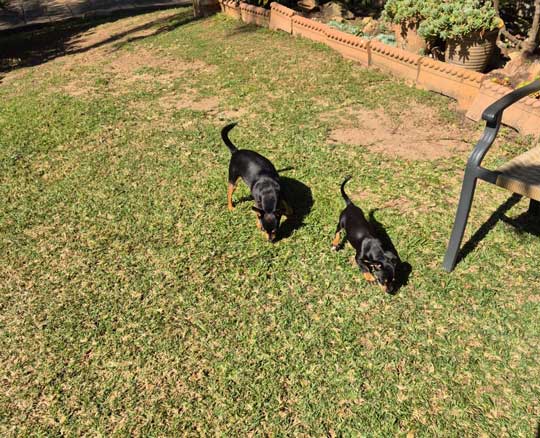 Adoption Success Story Taz Miniature Pinscher 2 Successful adoption of a Min Pin through our 100% cage-free rehoming model