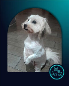 ADOPTED | Senior Maltese Zoey | SDA2634 Elite Companion