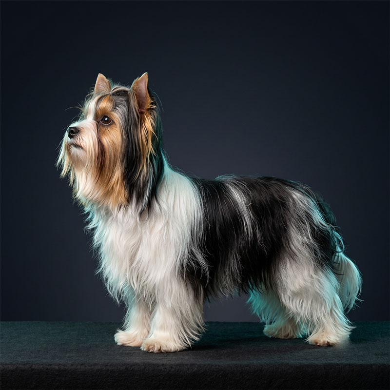 A tricolour Biewer Terrier showing black, white, and gold coat markings.