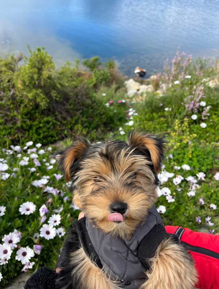 success story yorkie puppy