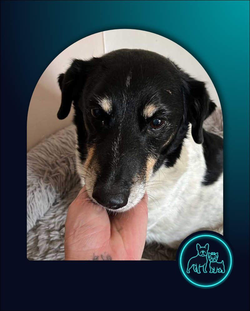 Fox Terrier Cross Anita