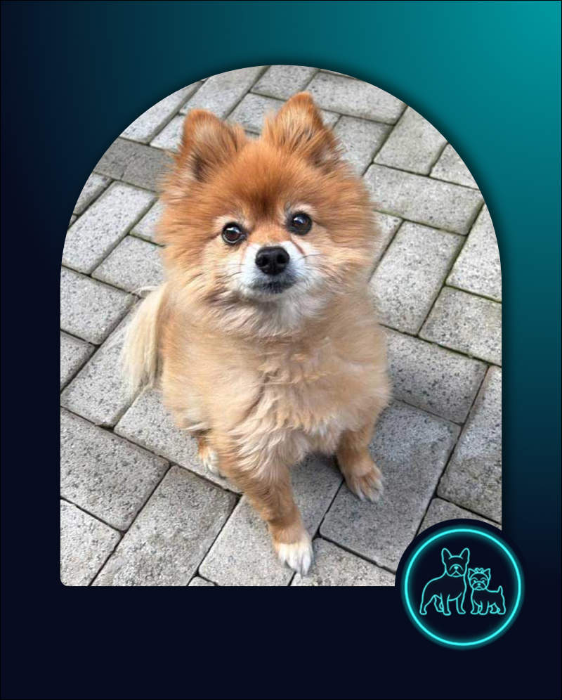 Male Toy Pom for adoption