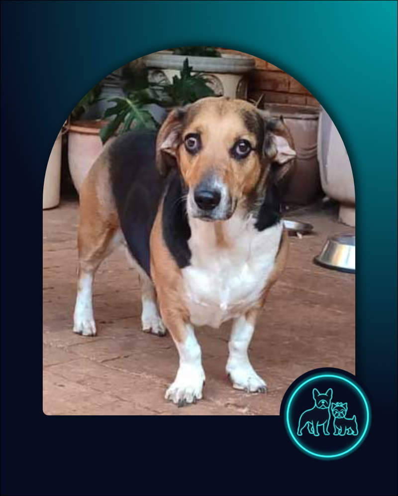 Adopt Basset Hound Cross Juno | SDA2646 | Roodepoort, GP 9 Adopt Basset Hound Cross Juno | SDA2646 | Roodepoort, GP