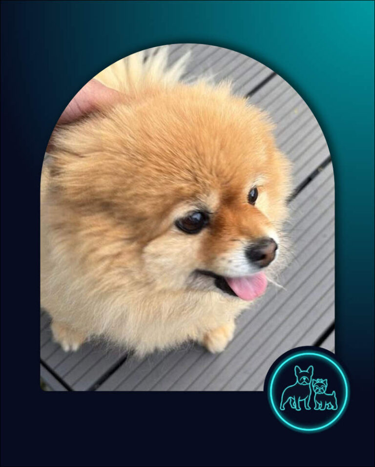 Adopt Toy Pom Duchess