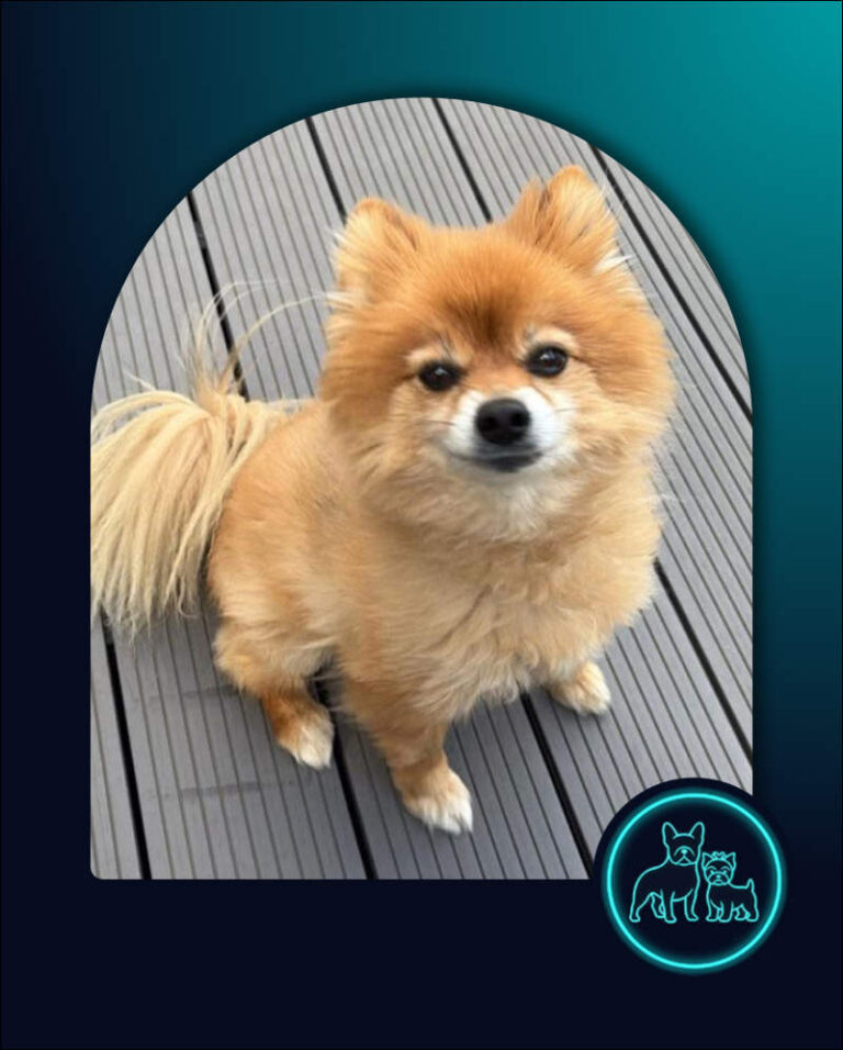 Toy Pom Lewis senior Pomeranian for adoption through Small Dog Adoptions & Rehoming