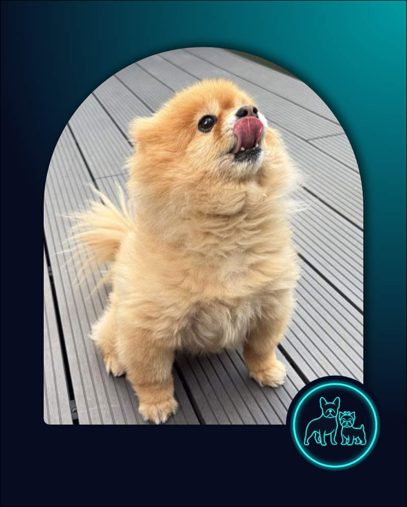 Female Pomeranian Duchess