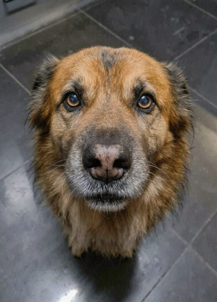 Medium mixed breed male Angelo