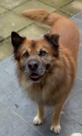 Medium sized: Angelo mixed breed male available for adoption through Small Dog Adoptions & Rehoming