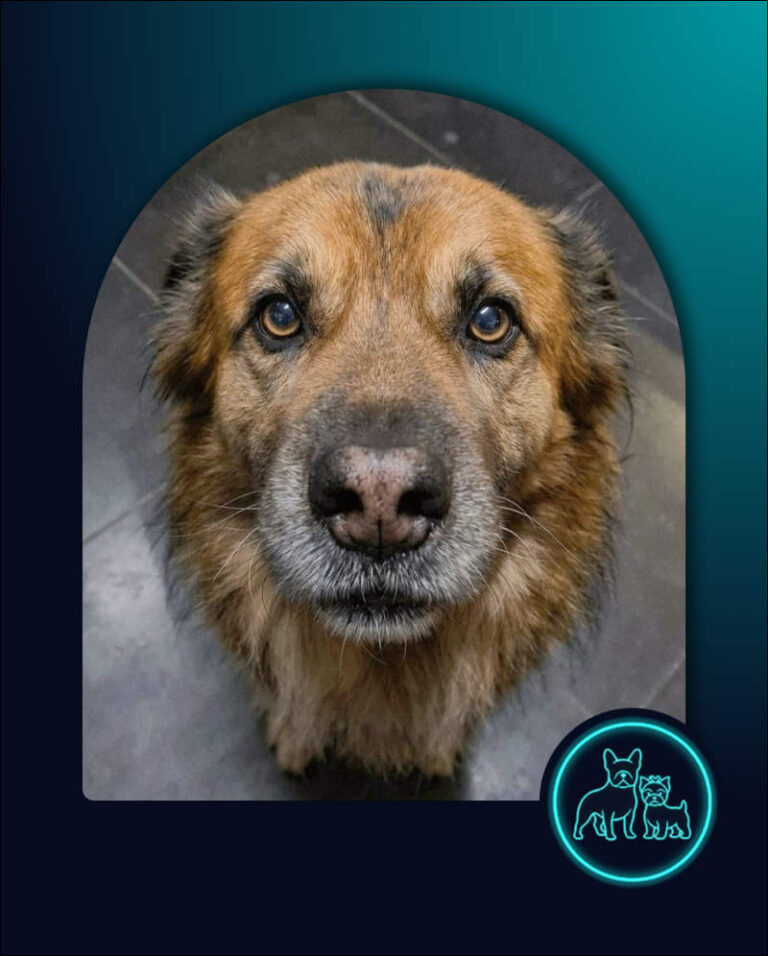 Adopt Angelo Mixed Breed Male| SDA2638B Elite Companion 12 Angelo mixed breed