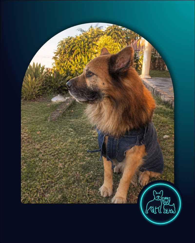 Adopt Bella Rose & Angelo| SDA2638 Elite Companion 3 Angelo Medium mixed breed male 10 years old