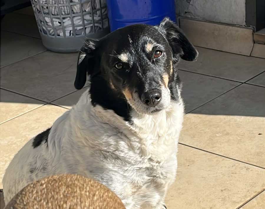 old Fox Terrier Cross Anita
