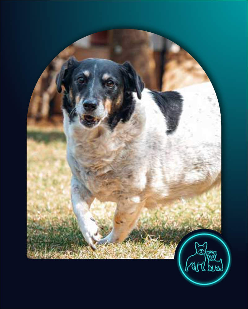 Adopt Fox Terrier Cross Anita | SDA2642 Elite Companion 4 Fox Terrier Cross Anita, Female, 12 years old