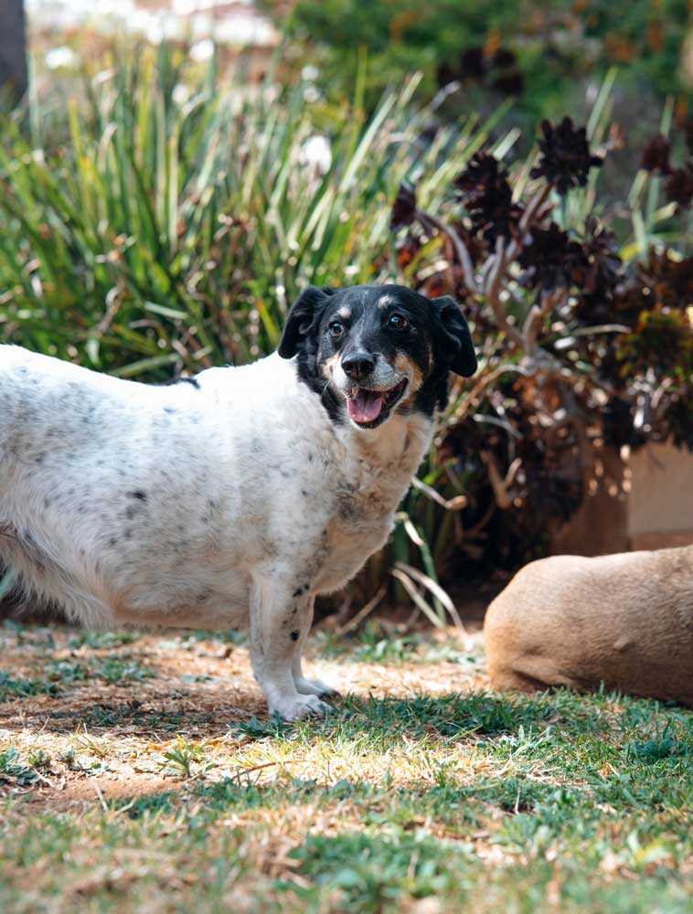 Senior 12 year old Fox Terrier Cross Anita