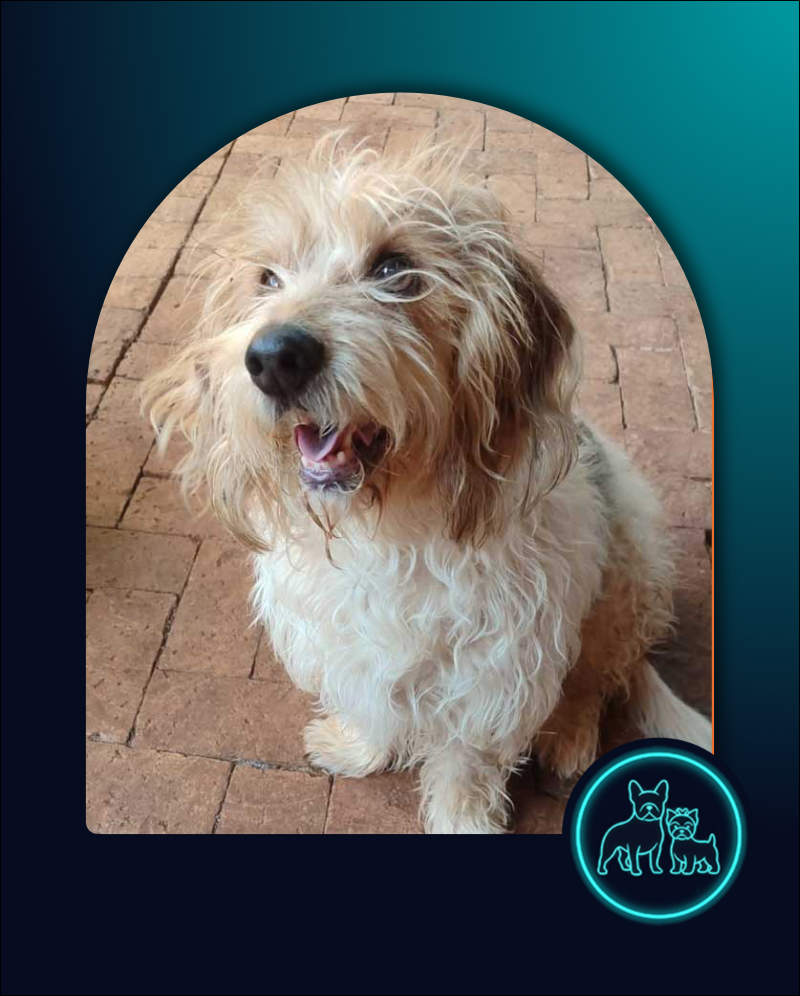 Adopt Basset Hound Cross Apollo | SDA2647 | Roodepoort, GP 1 Apollo Male