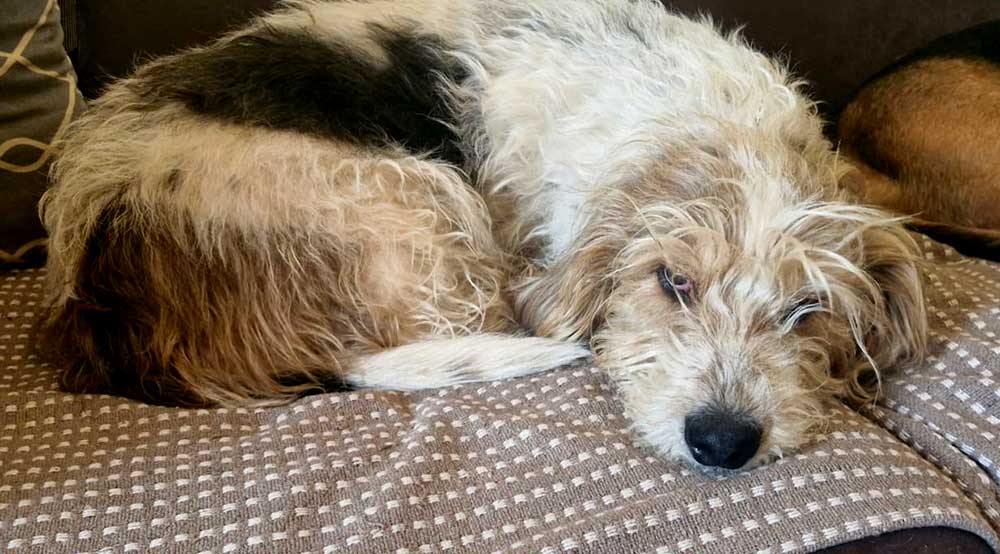 6 year old male Basset Hound Cross Apollo