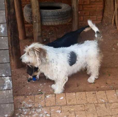 young Basset Hound Cross Apollo
