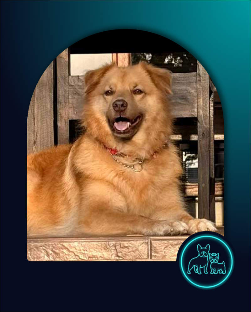 6 year old Golden Retriever cross Border Collie female Bailey