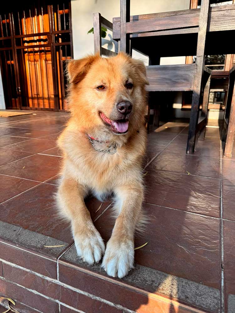 Collie cross Retriever