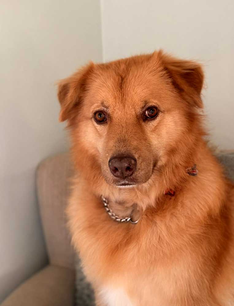 Golden Retriever cross female for adoption