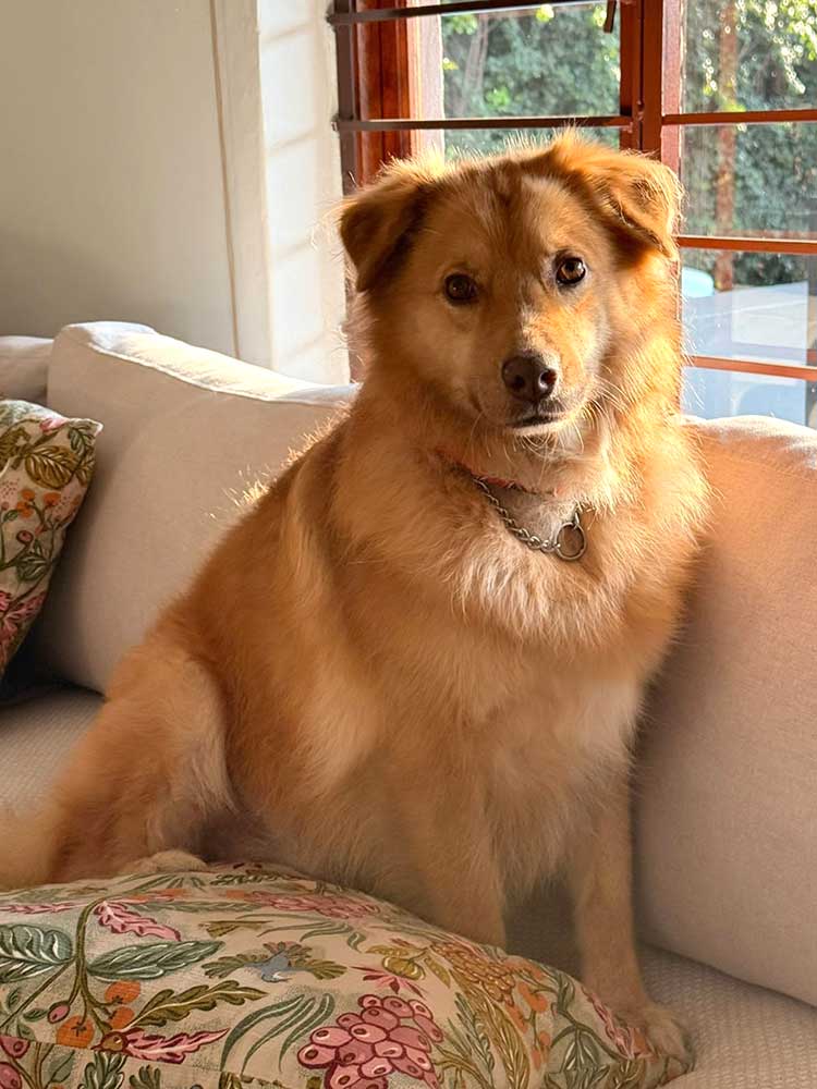 adult Collie cross retriever female Bailey available for adoption through Small Dog Adoptions & Rehoming