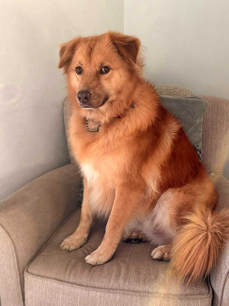 Adopt Retriever Cross Collie female