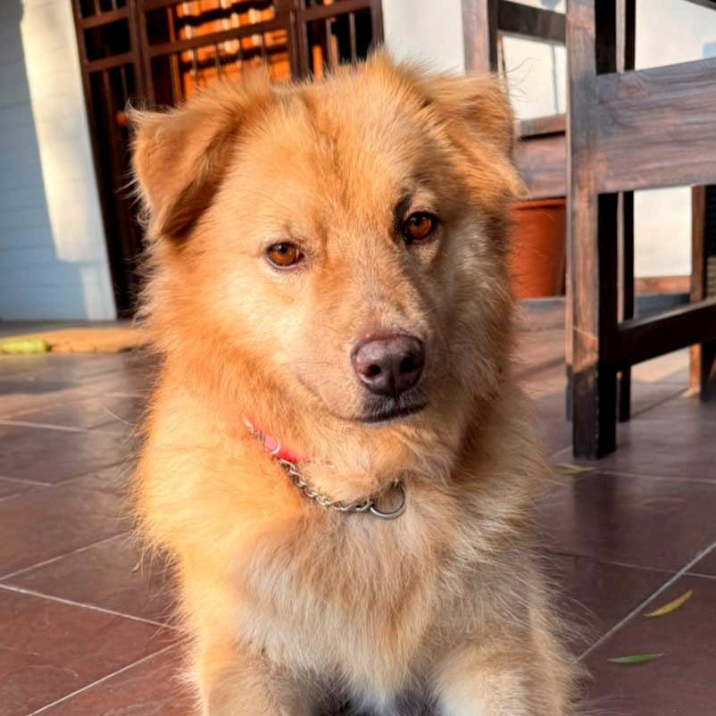Golden Retriever Cross female Bailey