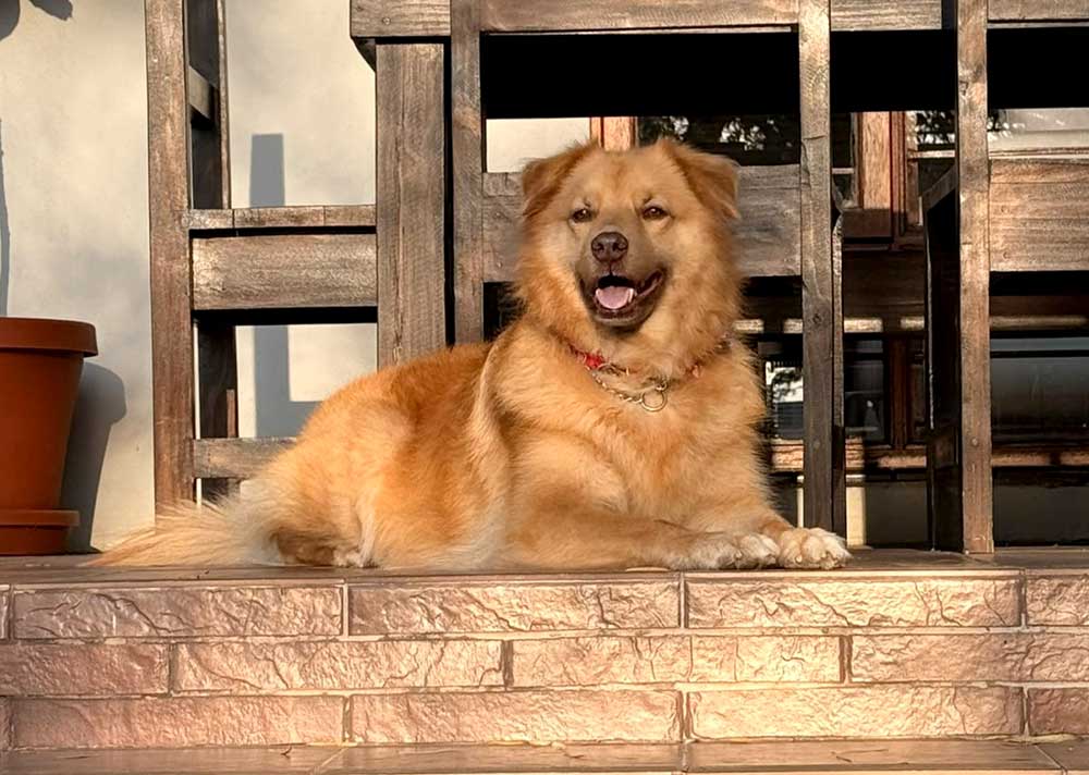 adopt Bailey Golden Retriever