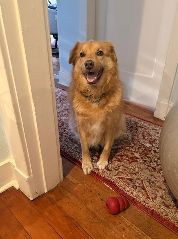 happy 6 year old Golden Retriever cross Collie, Bailey is waiting to be adopted
