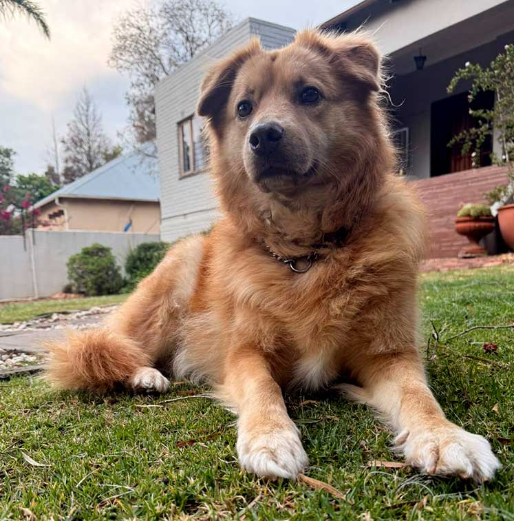 Golden Retriever cross Collie Female: Bailey