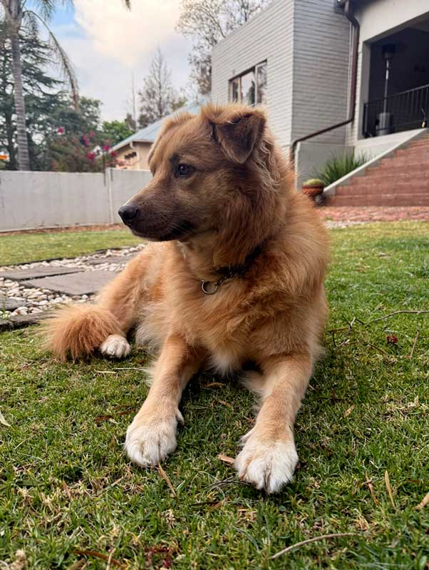 6 year old Golden Retriever cross Collie