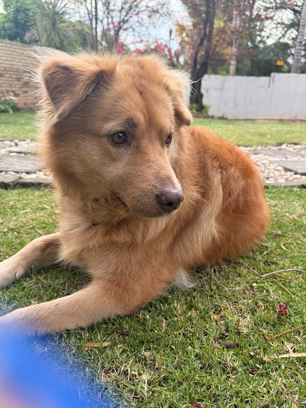 loving Golden Retriever cross Collie female needs a new home