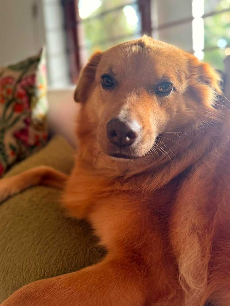 Golden Retriever cross Collie 6 years old, available for adoption in Parkwood, Gauteng, from Small Dog Adoptions & Rehoming