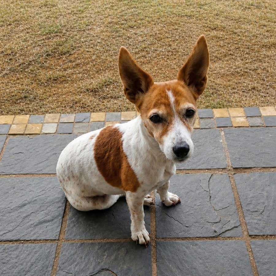 Adopt Jack Russell Bella-Rose | SDA2638A Elite Companion 4 Bella Rose Female Jack Russell 1
