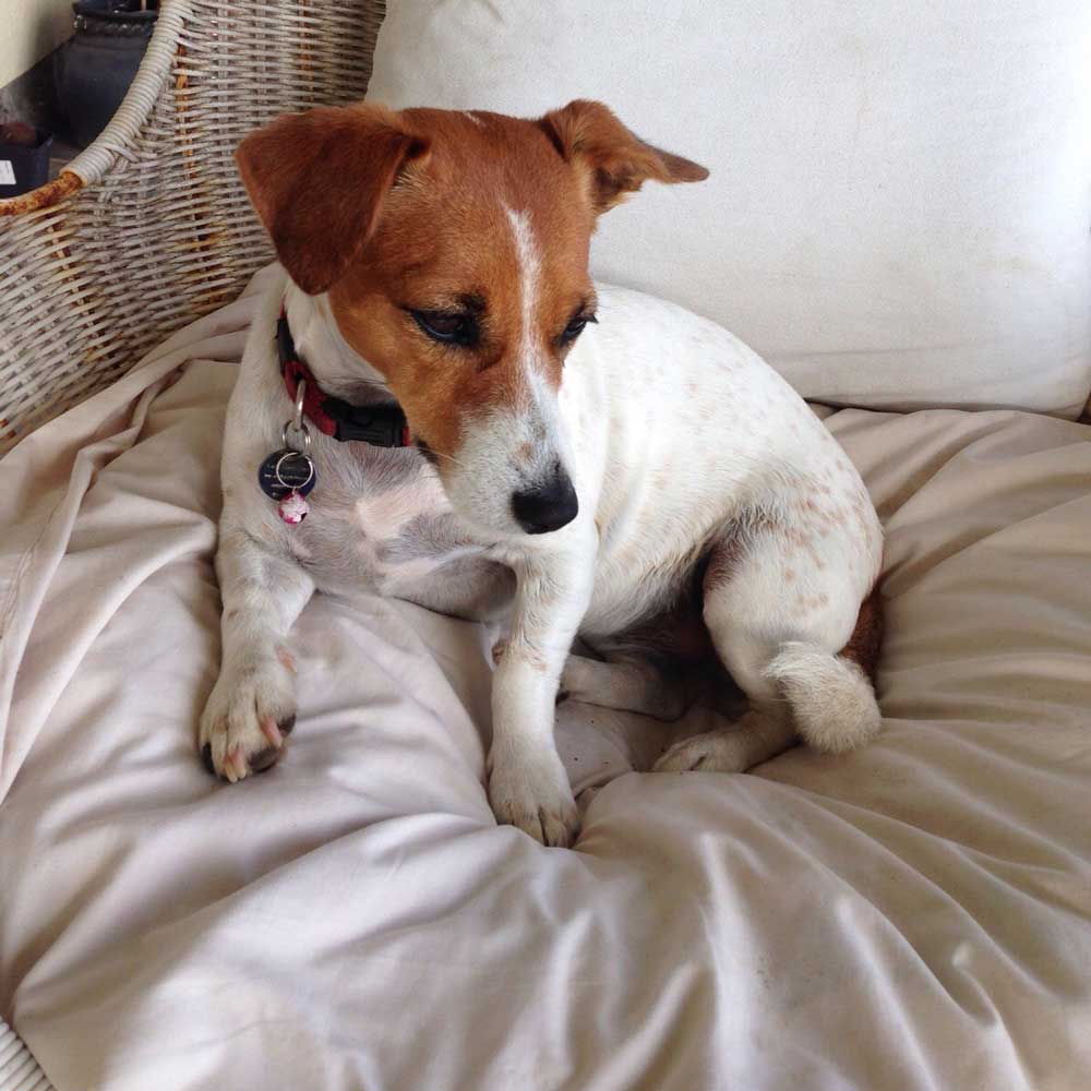 Adopt Jack Russell Bella-Rose | SDA2638A Elite Companion 5 Bella Rose senior female Jack Russell