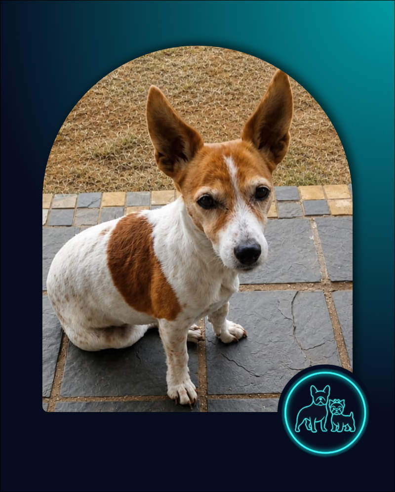 Adopt Jack Russell Bella-Rose | SDA2638A Elite Companion 2 Bella Rose Female Jack Russell