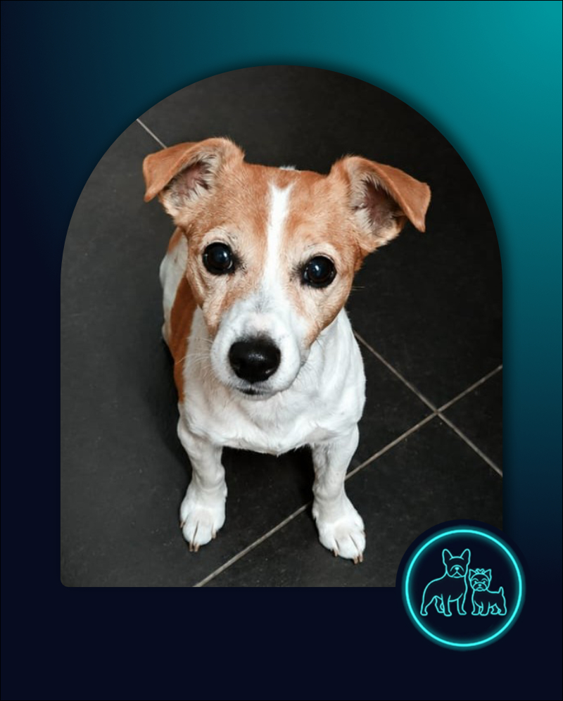 Adopt Jack Russell Bella-Rose | SDA2638A Elite Companion 3 Bella-Rose Senior female Jack Russell