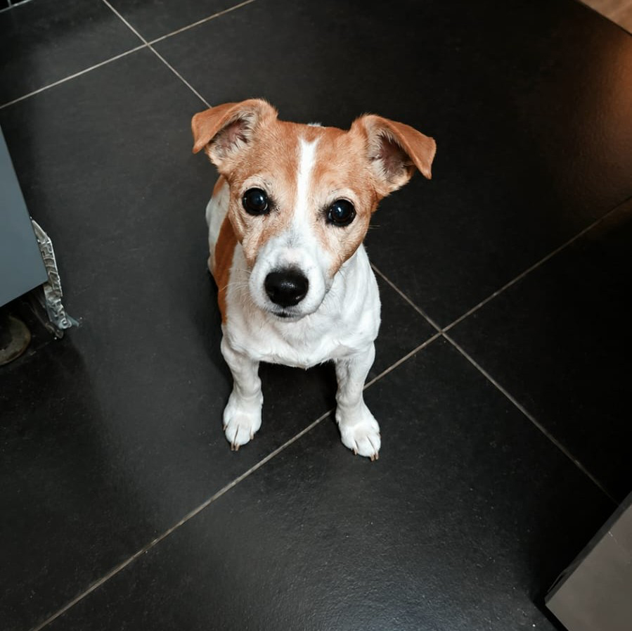Adopt Jack Russell Bella-Rose | SDA2638A Elite Companion 3 Bella-Rose Jack Russell