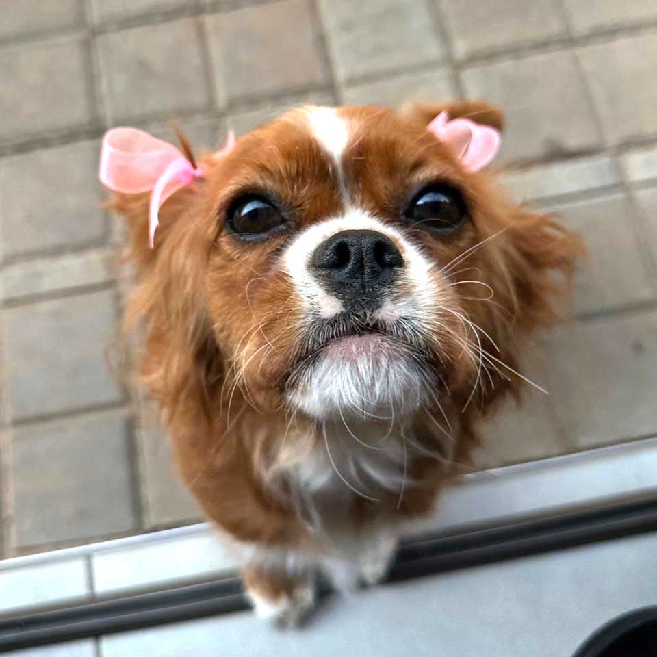 Adopt Cavalier King Charles Spaniel Lexi | SDA2645 | Alberton, GP 9 small Cavalier King Charles Spaniel Lexi