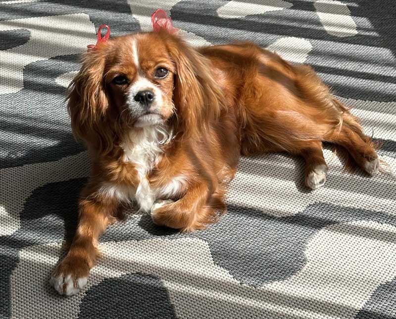 Adopt Cavalier King Charles Spaniel Lexi | SDA2645 | Alberton, GP 8 beautiful Cavalier King Charles Spaniel Lexi
