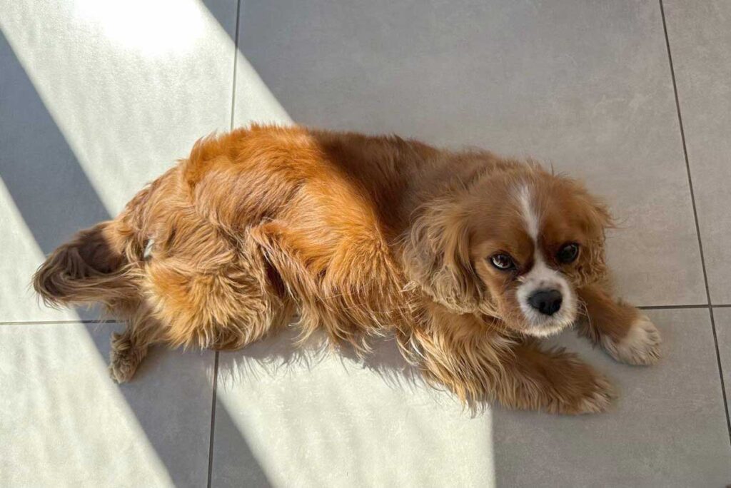 Adopt Cavalier King Charles Spaniel Lexi | SDA2645 | Alberton, GP 4 loving Cavalier King Charles Spaniel Lexi