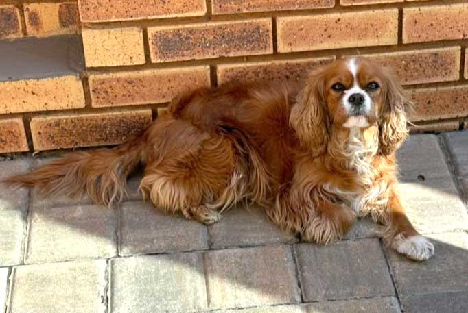 Adopt Cavalier King Charles Spaniel Lexi | SDA2645 | Alberton, GP 3 young Cavalier King Charles Spaniel Lexi