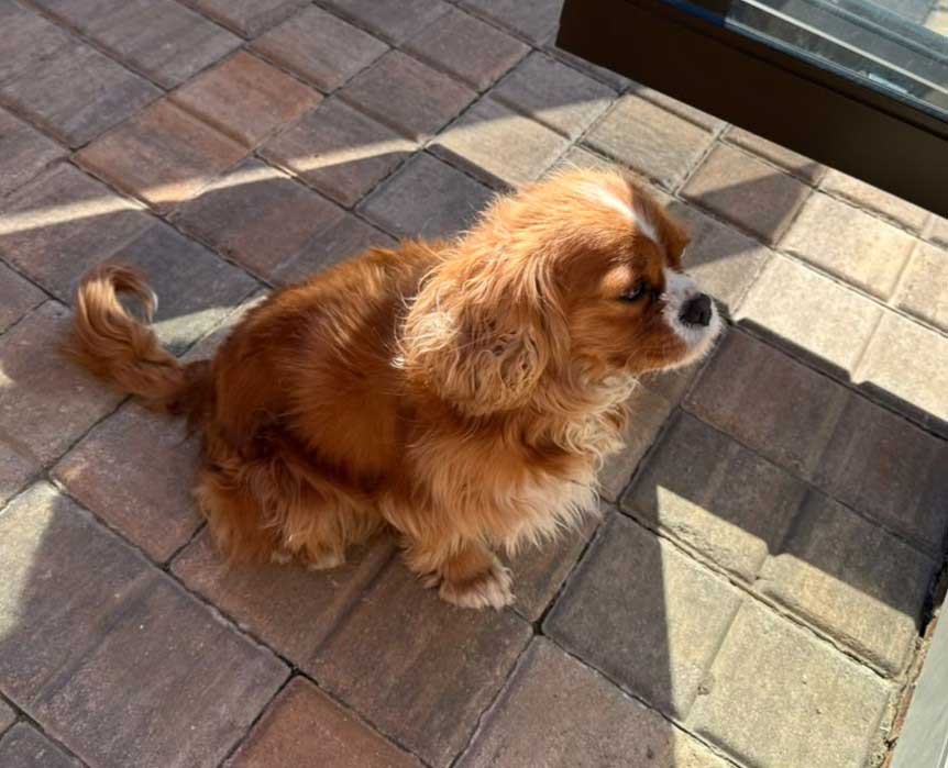 Adopt Cavalier King Charles Spaniel Lexi | SDA2645 | Alberton, GP 5 Female Cavalier King Charles Spaniel Lexi